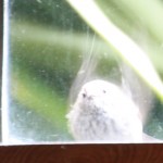 A little bird at the window and how to start your day smiling and open