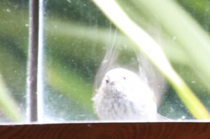 little bird at my window