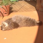 Holden the cat – and how to turn inhibiting habits around