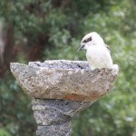 How the kookaburra creates excellence in laughter