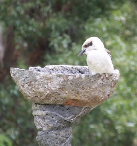 Young Kookaburra