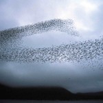 Why we’re like starlings – and why OCEAN is so powerful